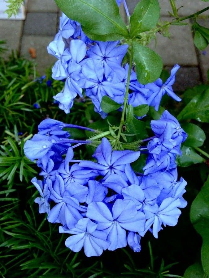 Plumbago auriculata 6