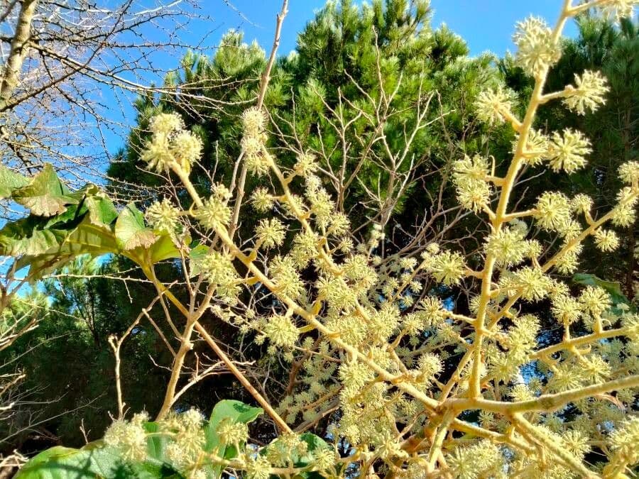 Tetrapanax papyrový 10