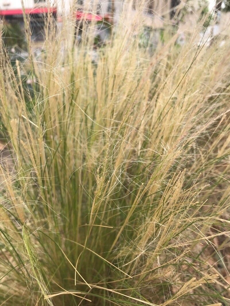 Nassella tenuissima 9