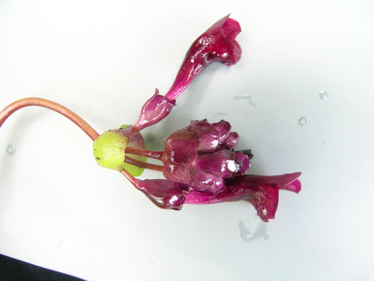 Didymocarpus 6