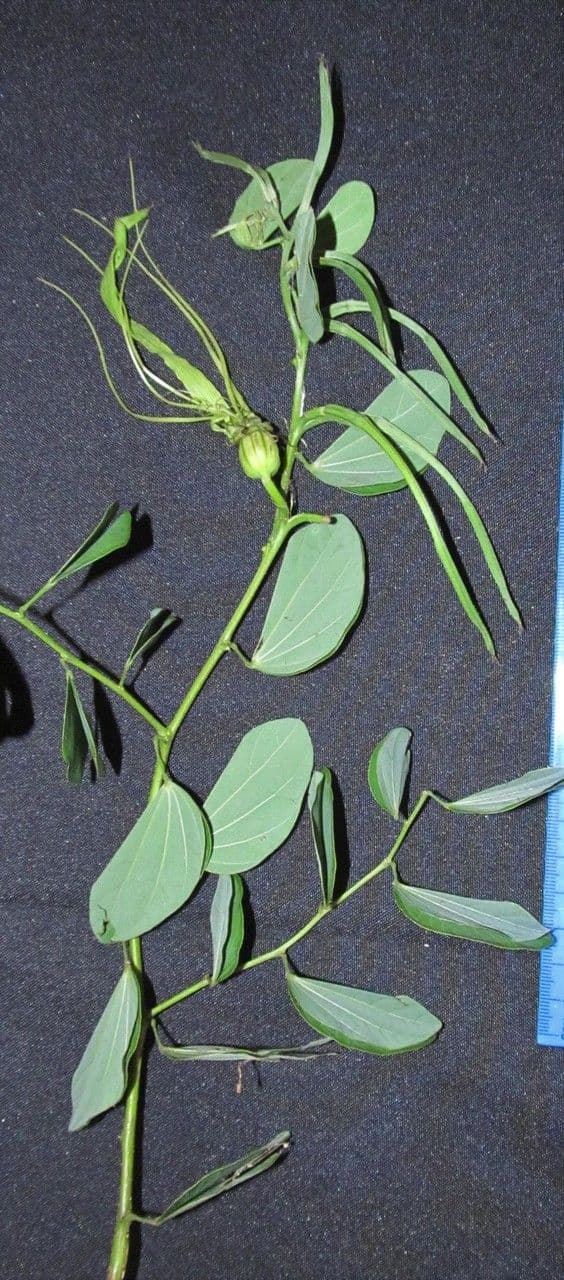 Bauhinia pauletia 4