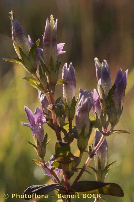 Genziana tedesca 21