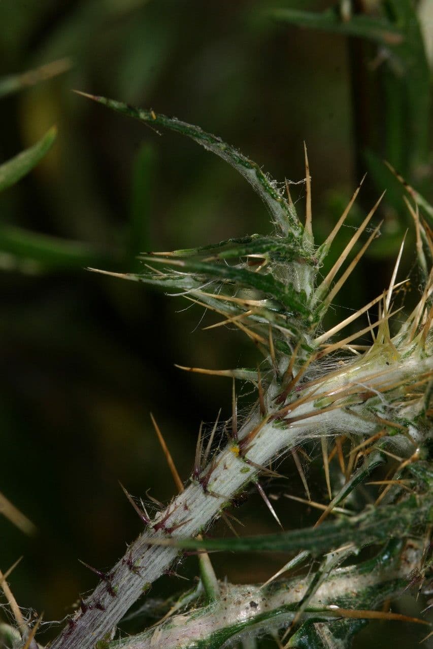 Galactites 3
