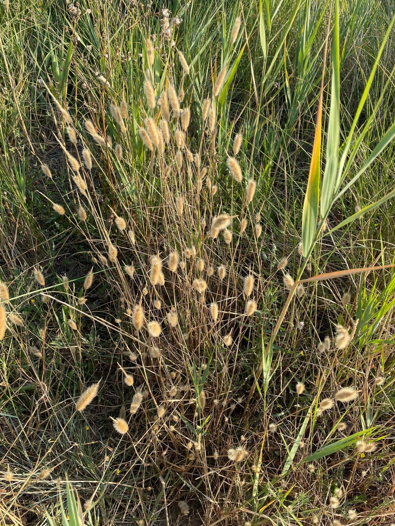 Bürstengras 5