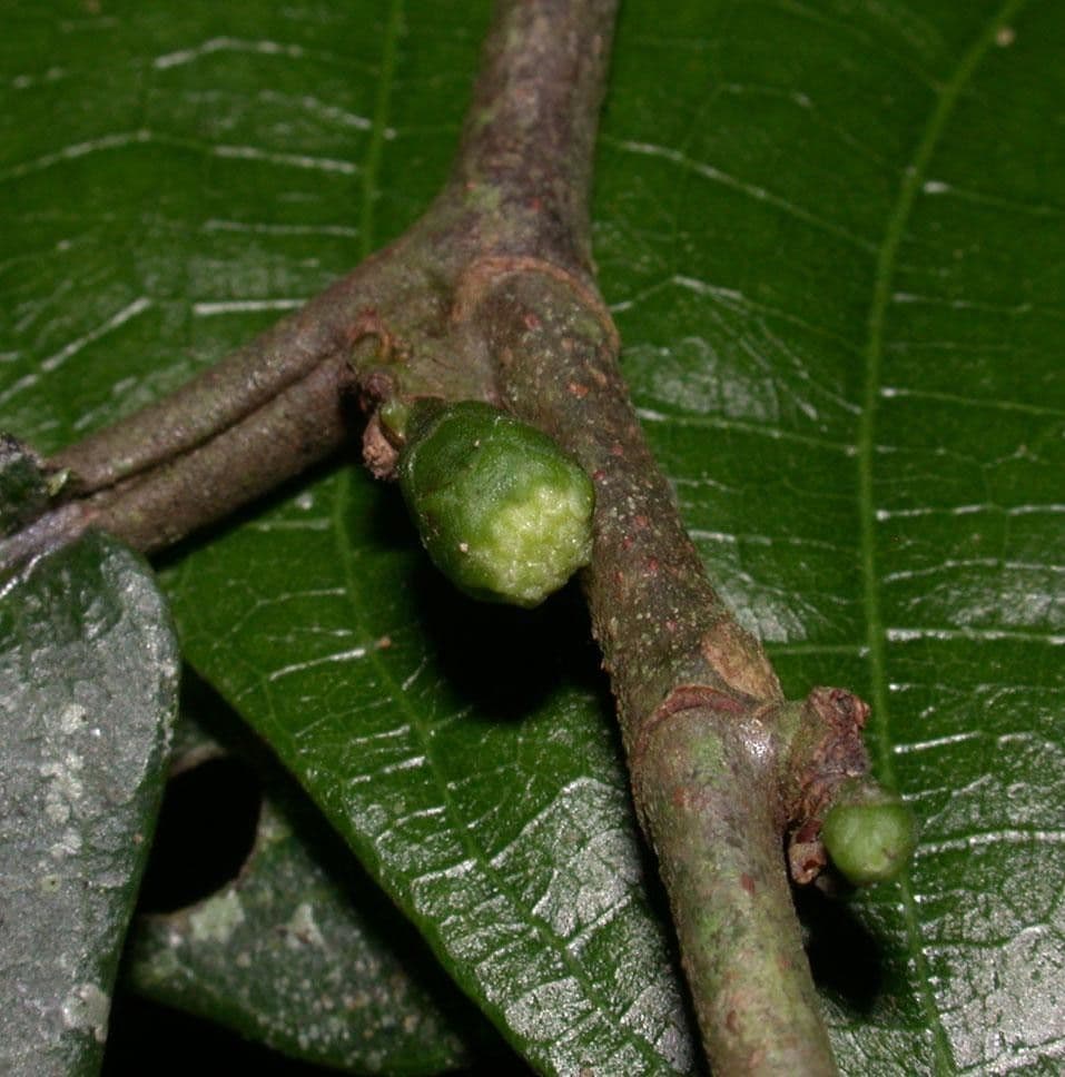 Perebea ispida 11