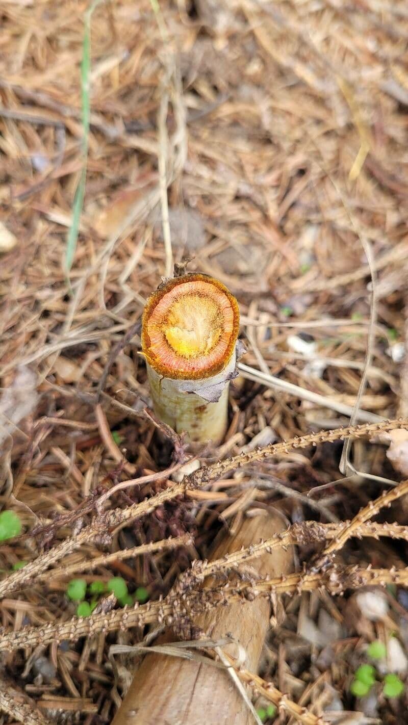 Macleaya 29