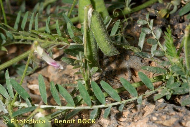 Bengalkichererbse 22