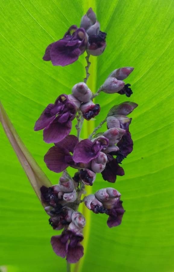 Thalia dealbata 5