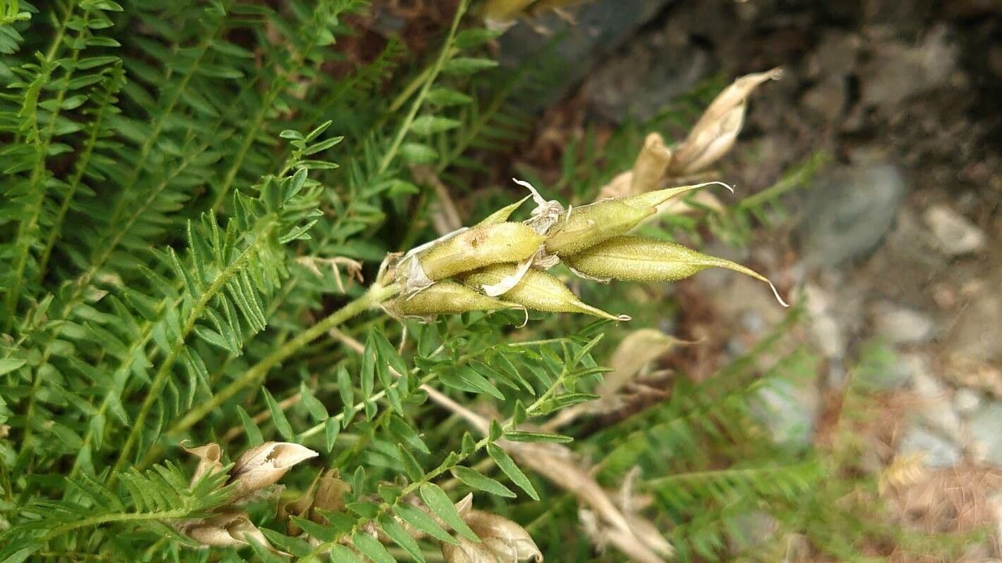 Oxytropis fetida 4