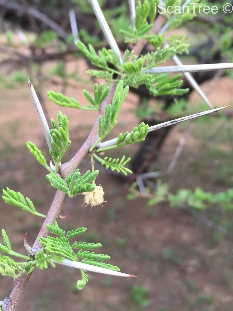 Acacia tortuosa 17