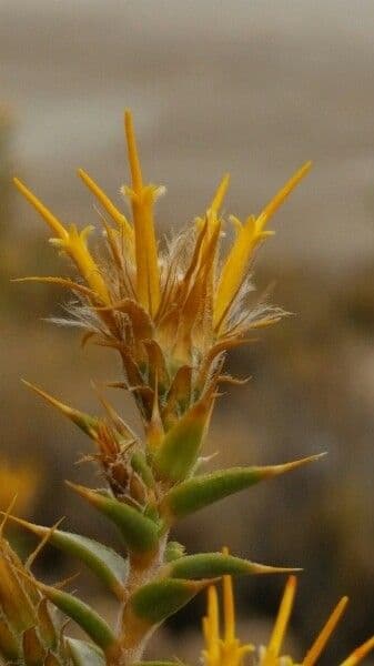 Chuquiraga
