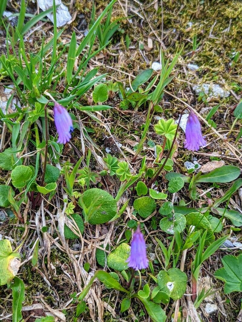 Zwerg-Glockenblume 14