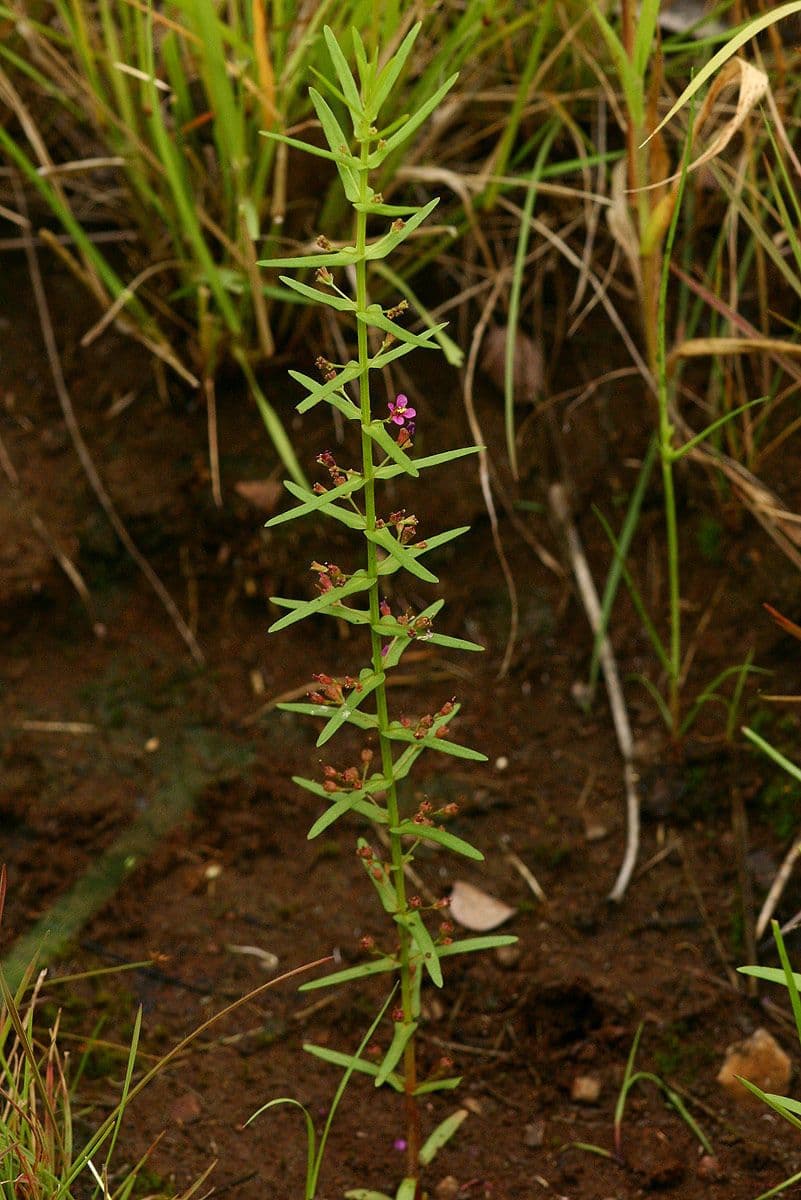 Ammannia 8