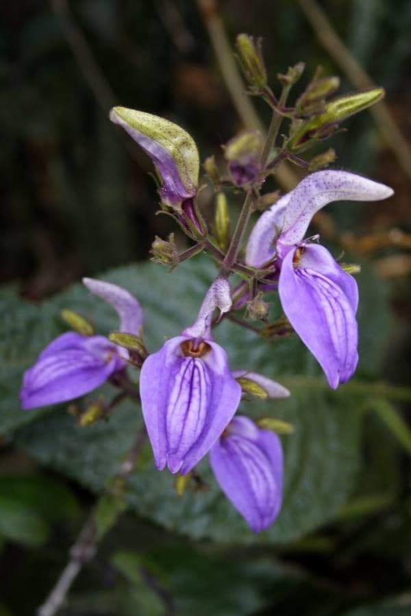 Brillantaisia 4