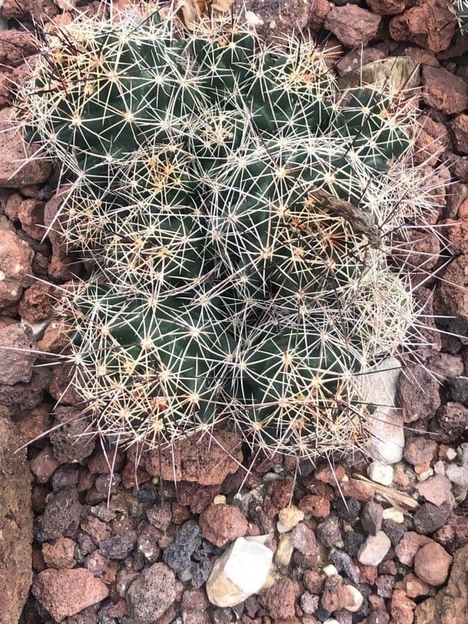 Coryphantha 3