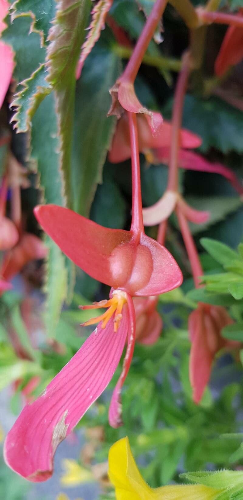Begonia boliviana 2