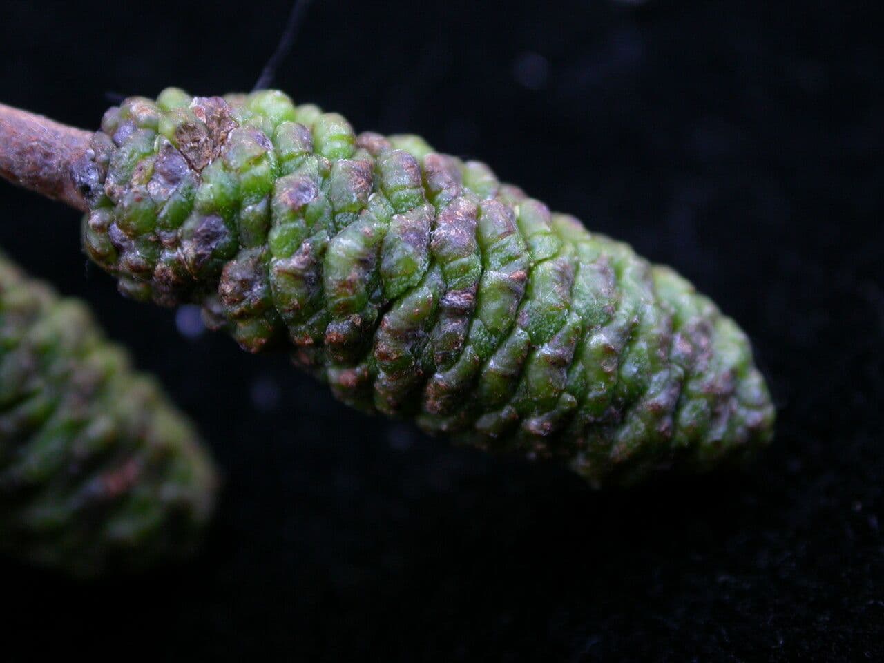 Ontano del Nepal
