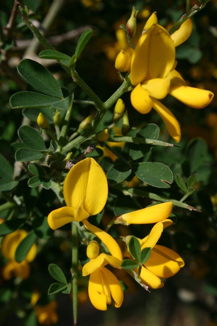 Calicotome spinosa 6