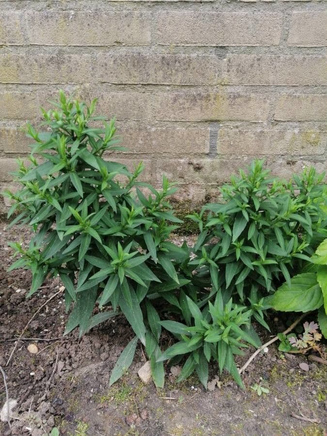 Aster ageratoides 11