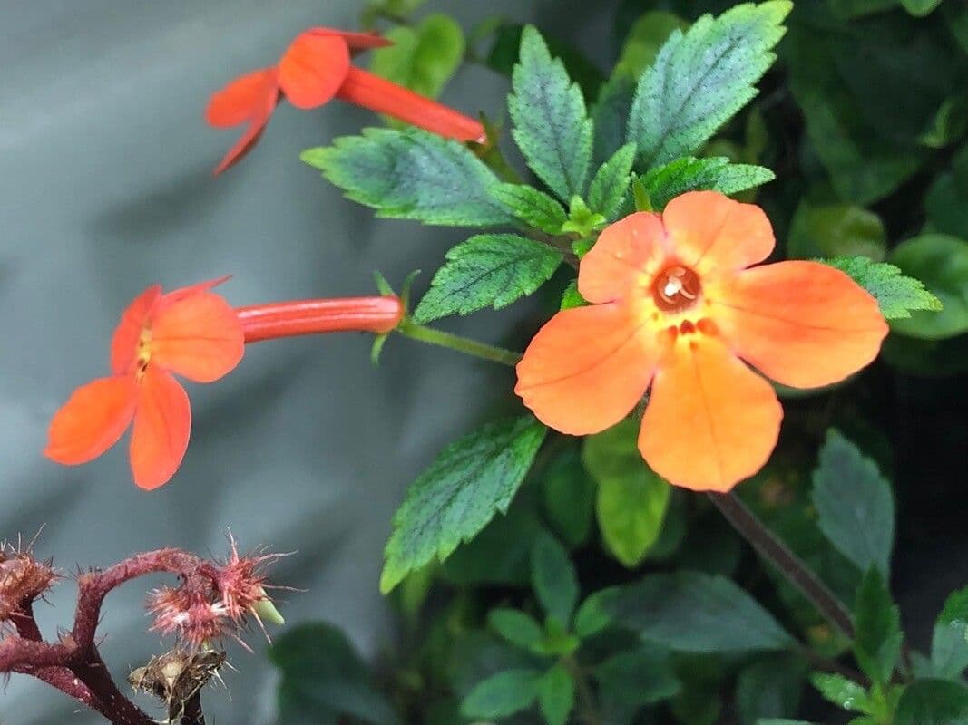 Bewundernswerte Achimenes