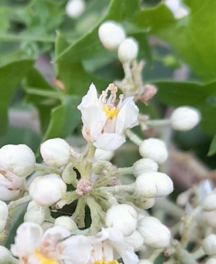 Serjania glabra 4
