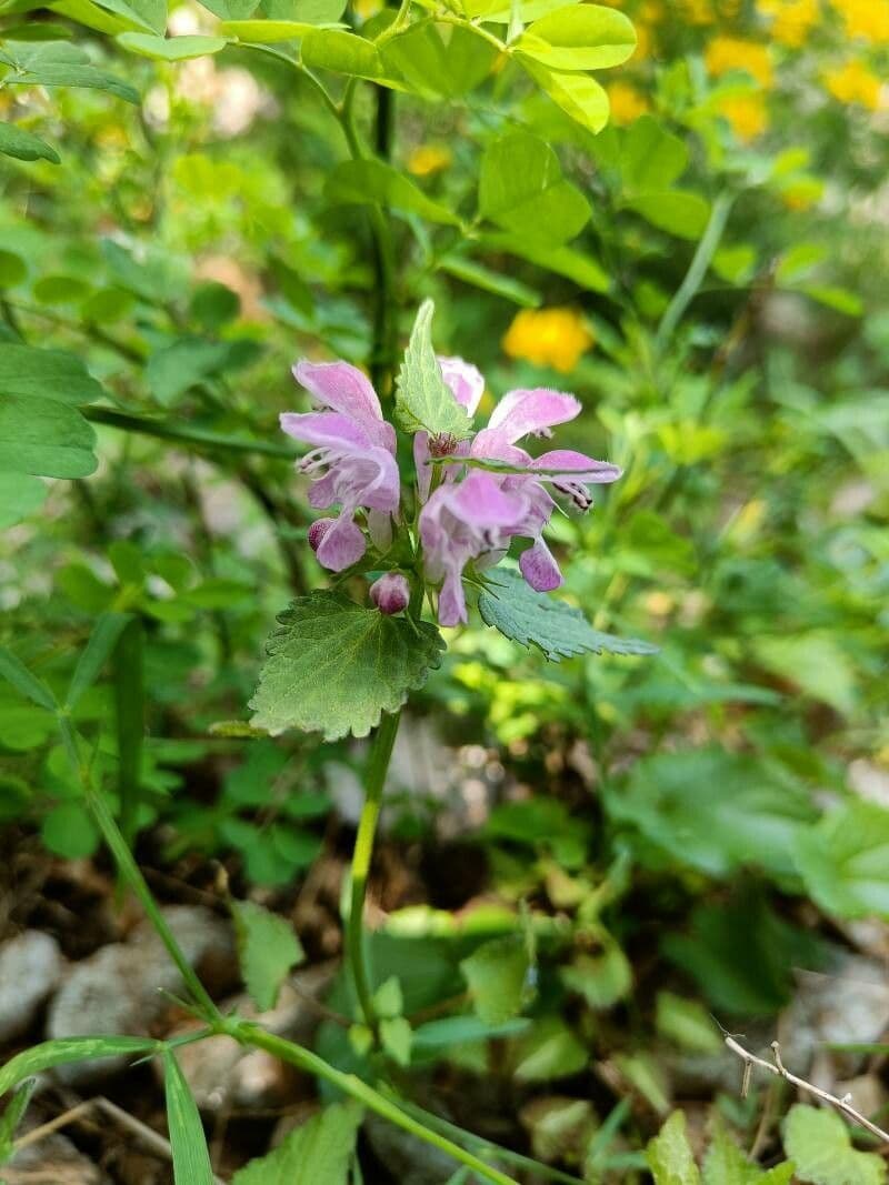 Falsa ortica macchiata