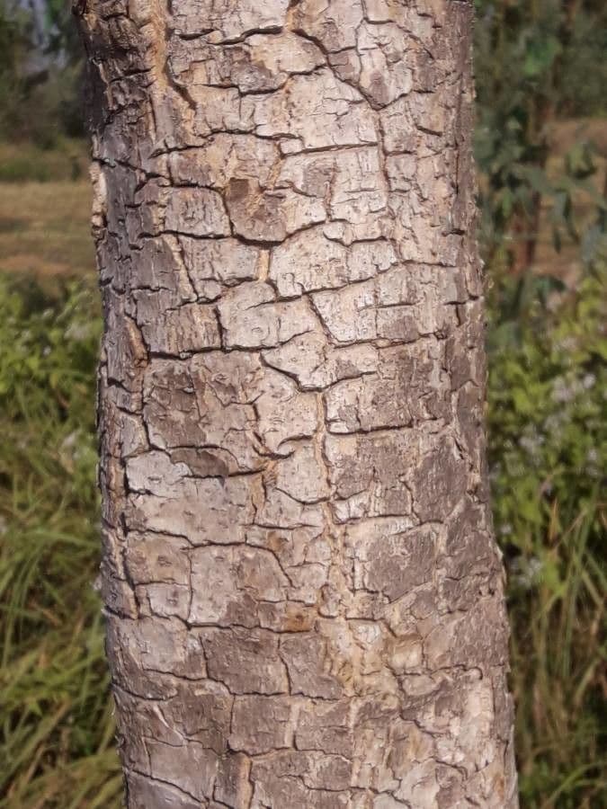 Oroxylum indiano 20