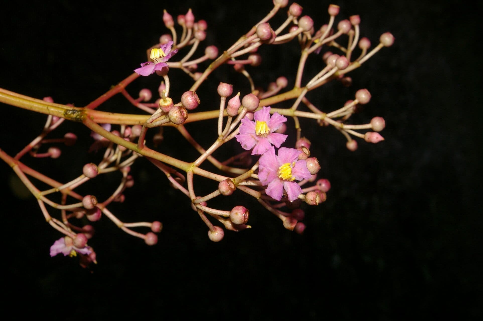 Miconia 6