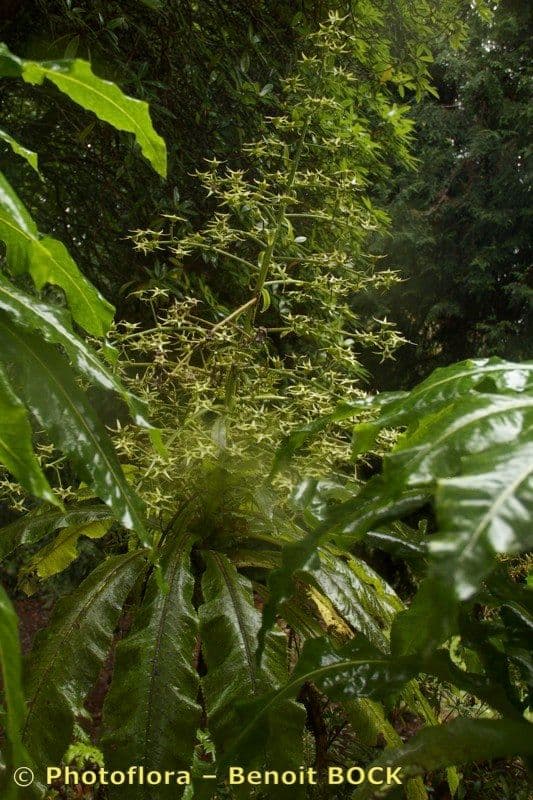 Musschia 4