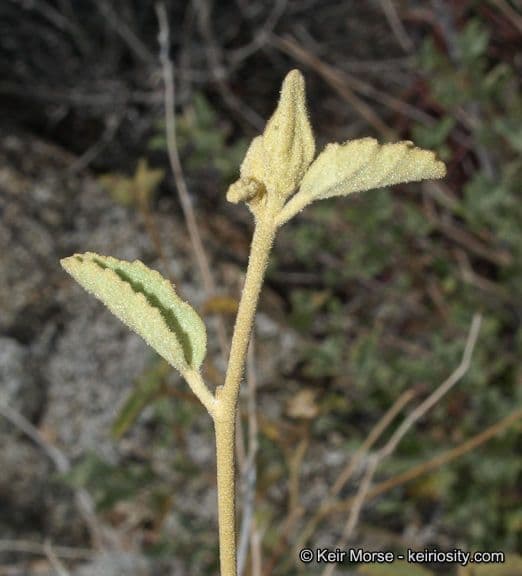Ibisco 18