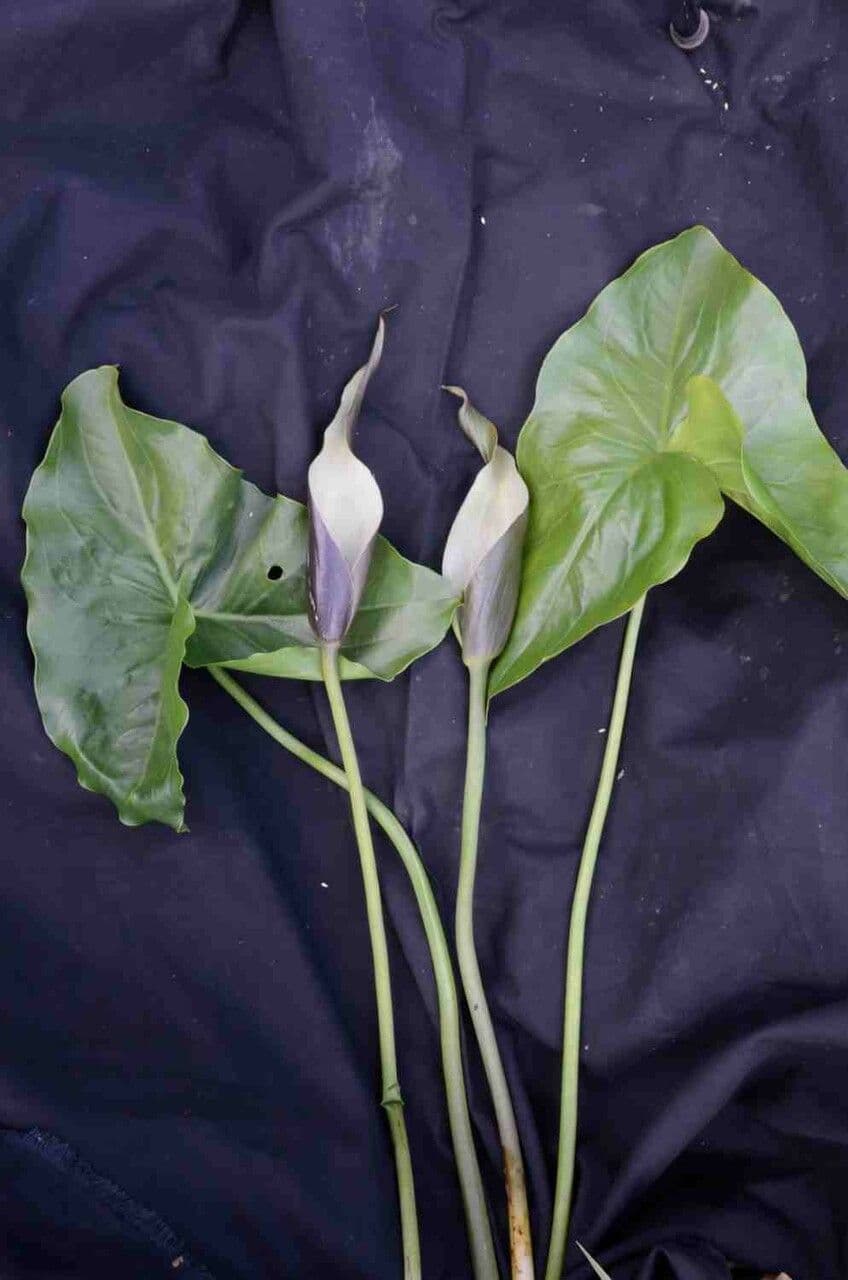 Urospatha 8