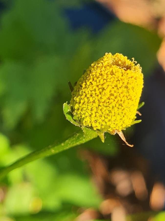 Acmella oleracea 3