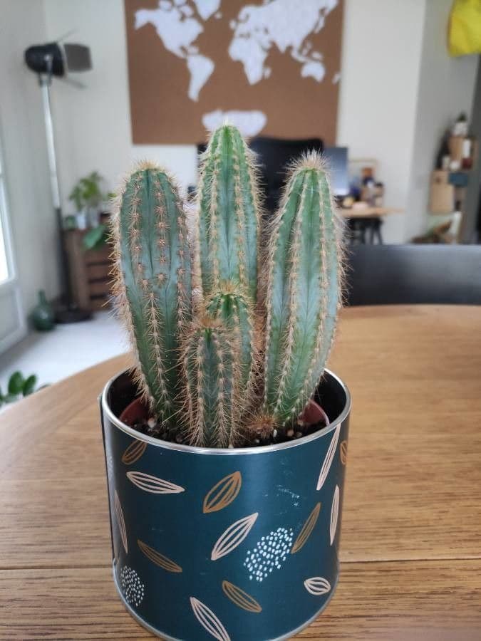 Pilosocereus pachycladus 8