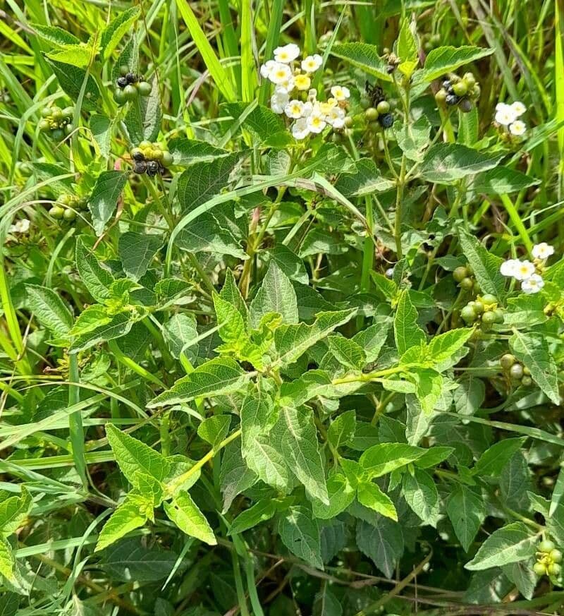 Lantana 12