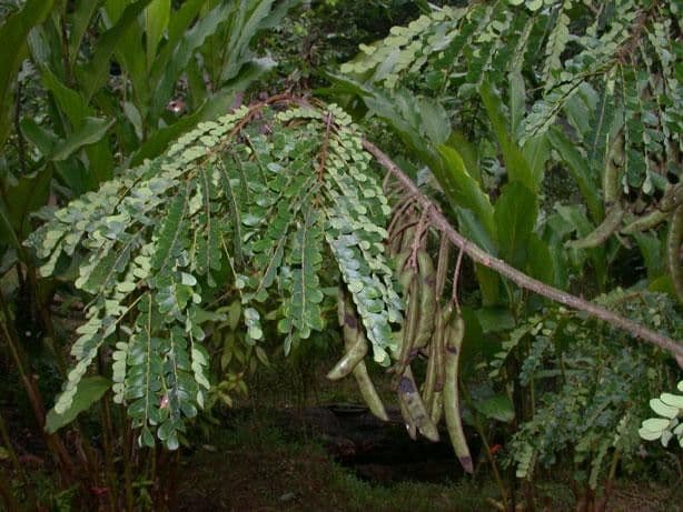 Stryphnodendron 13