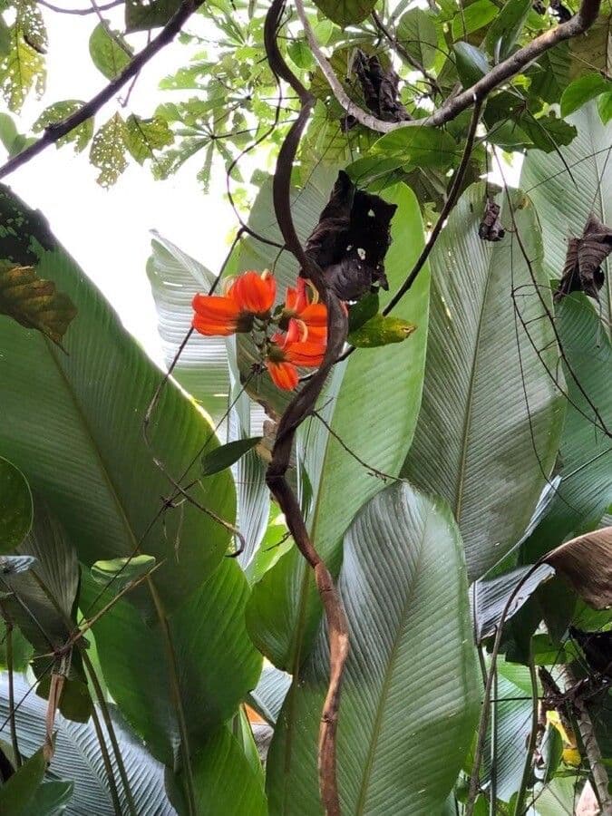 Eritrina commestibile 4