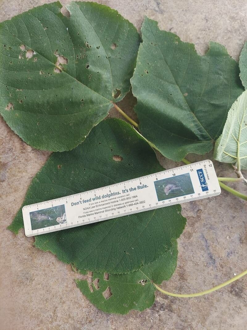 Heliocarpus 15