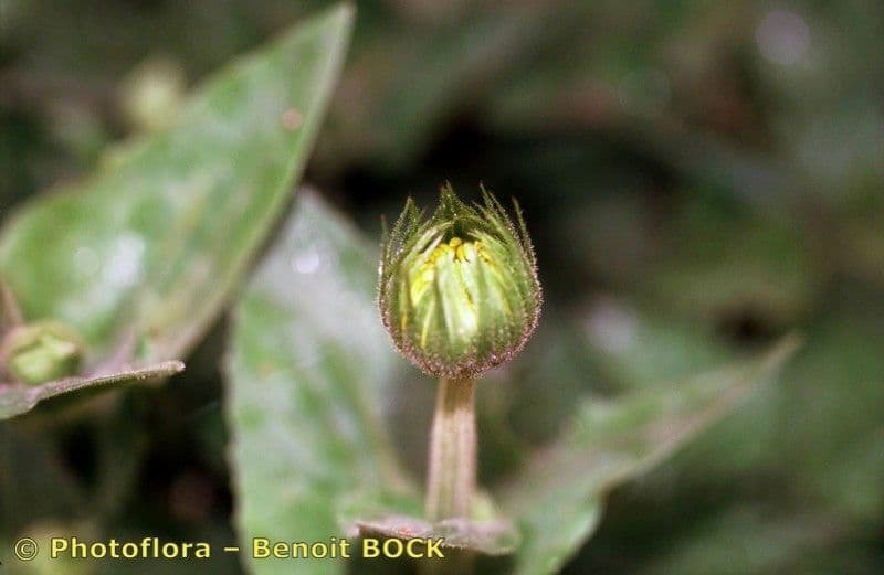 Plantain-leaf leopard's-bane 3