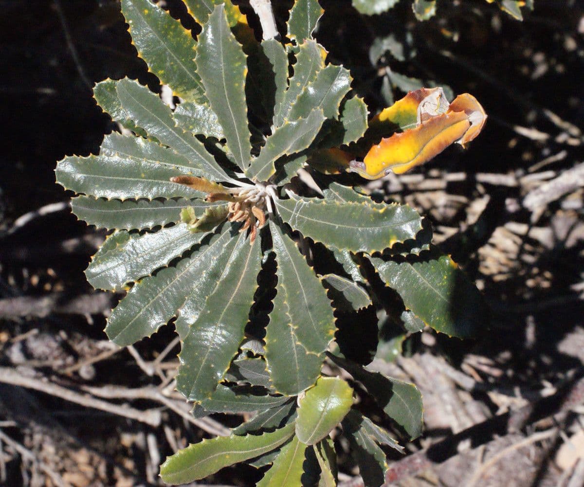 Banksia 15