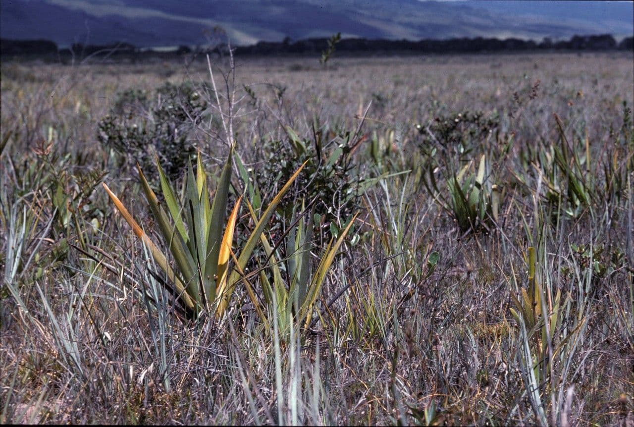 Brocchinia 4