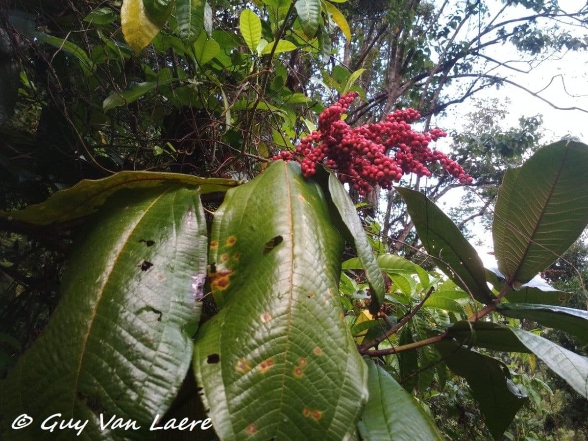 Miconia 9