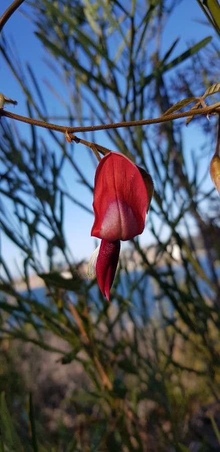 Kennedia rubicunda 6