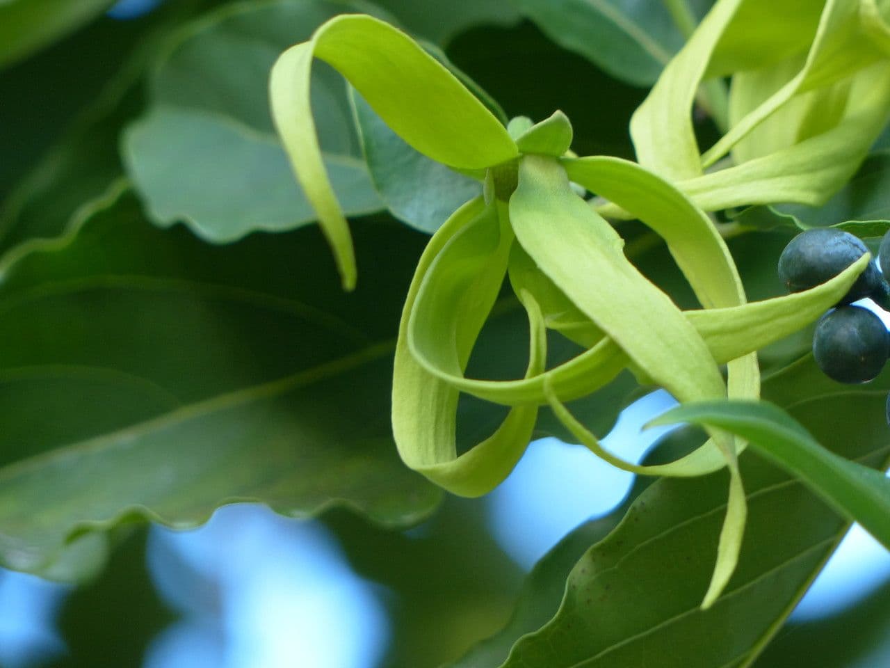 Ylang-ylang 26