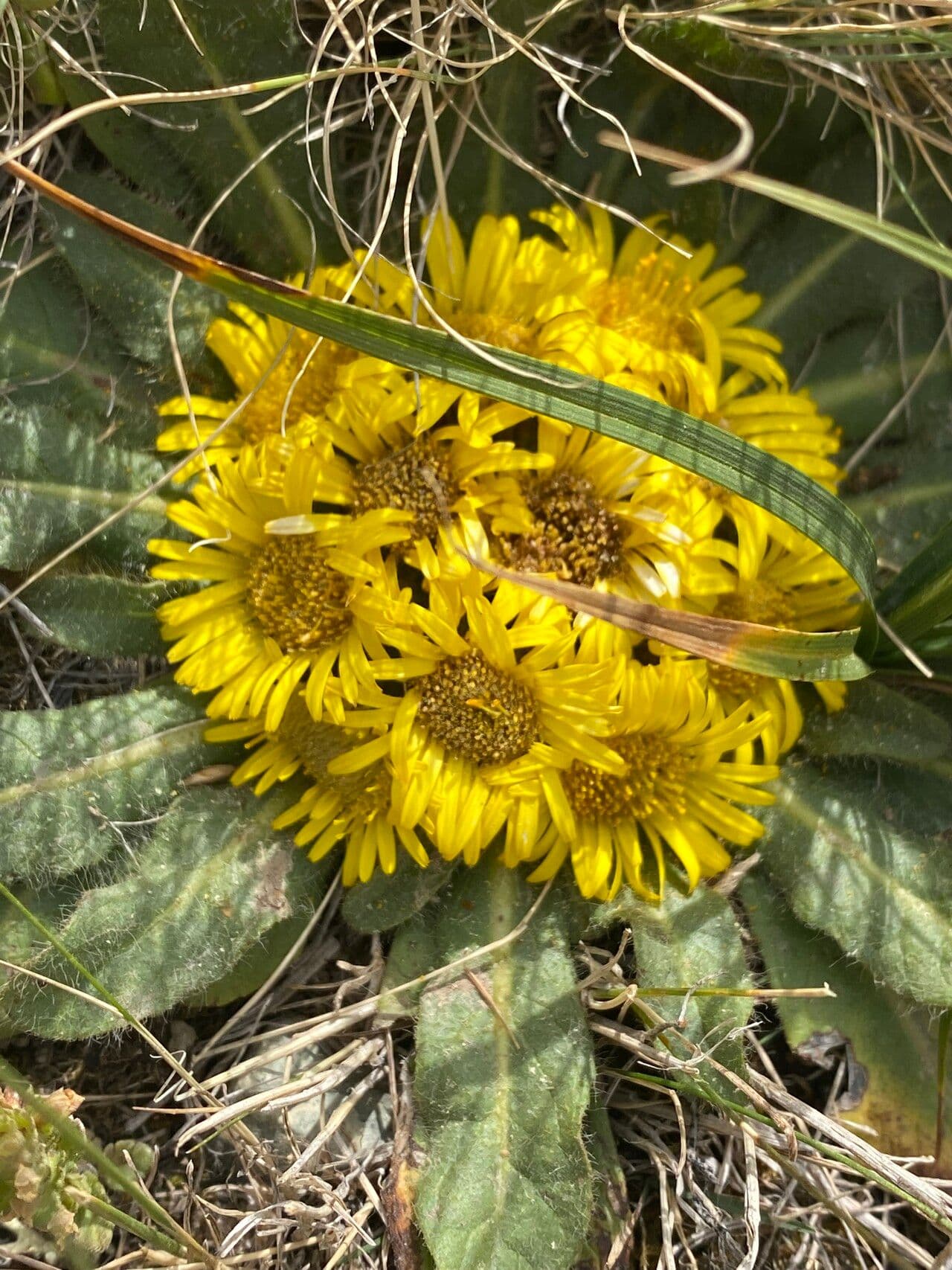 Inula 2