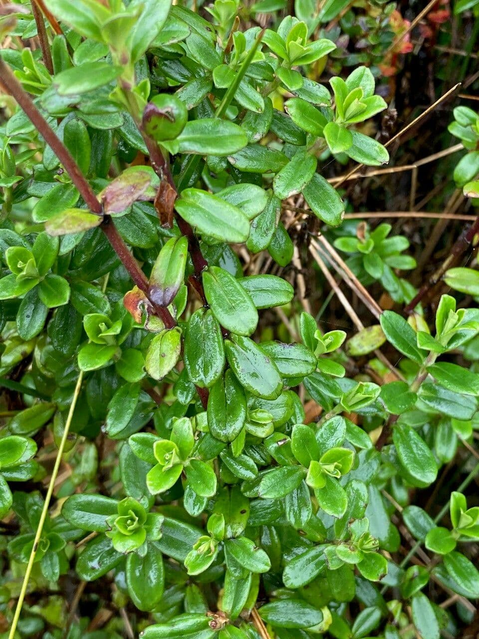 Valeriana 6