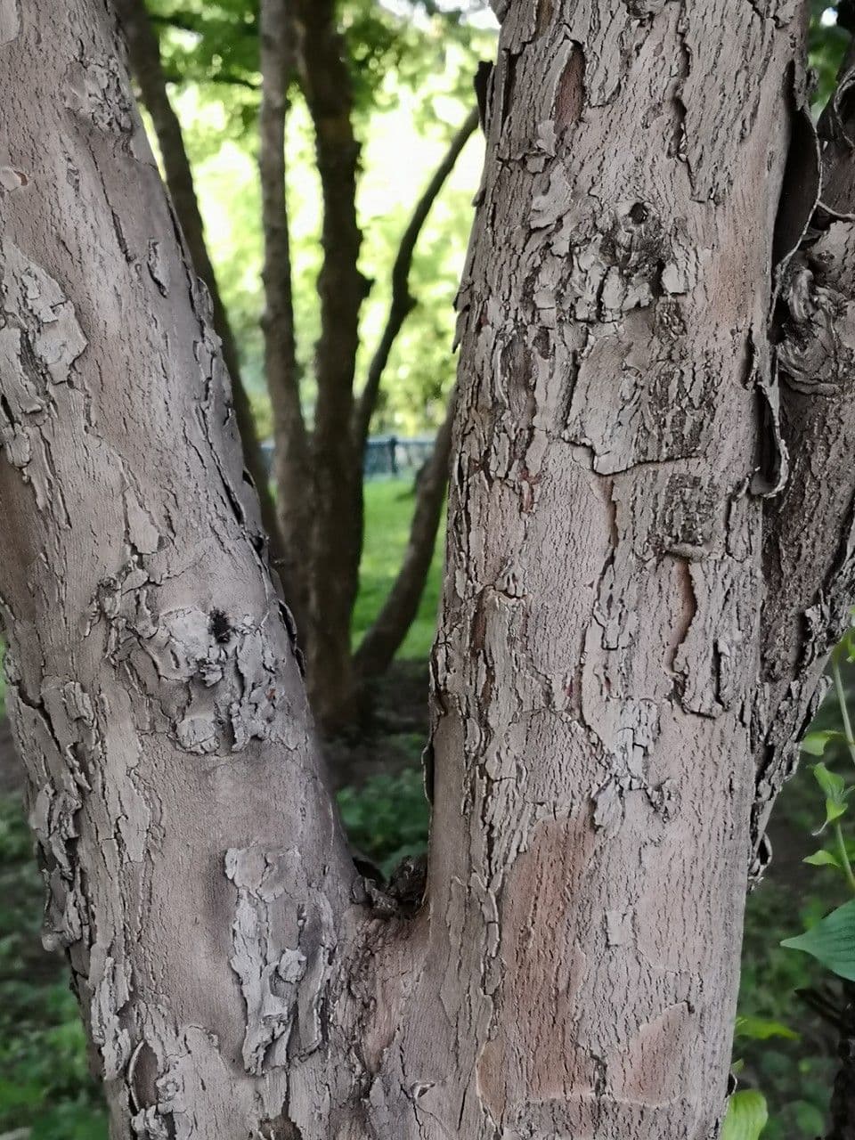Dereń 21