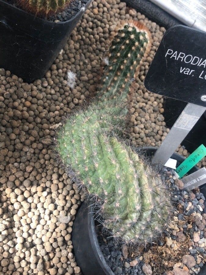 Parodia a semi piccoli 7