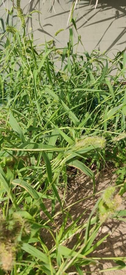 Igel-Hirse 14