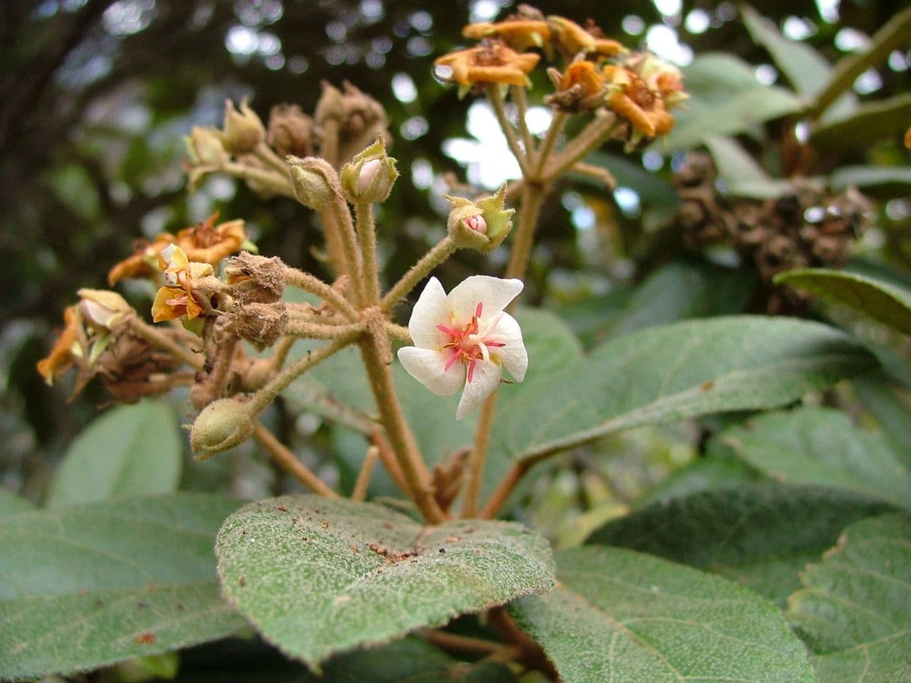 Dombeya 8