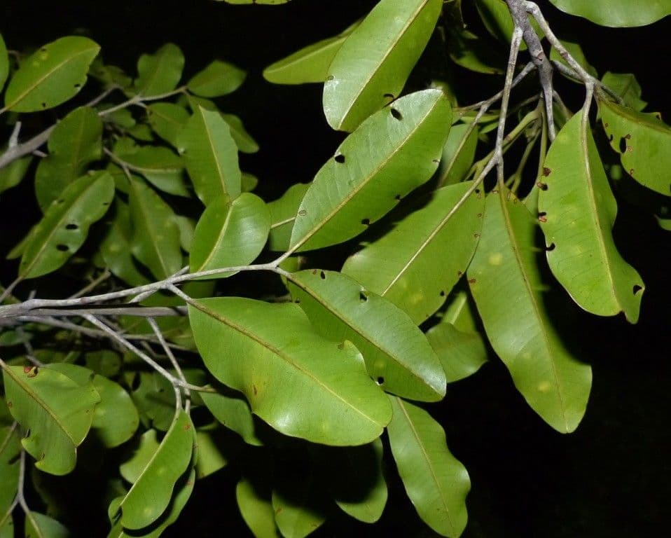 Flindersia 3